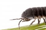 Woodlice Bug Stock Photo