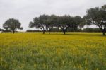 Carob Trees And Lupine Flowers Stock Photo