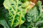 Plants With Droplets After Rain Stock Photo