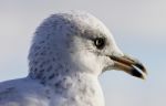 Amazing Portrait Of A Cute Beautiful Gull With Opened Bick Stock Photo