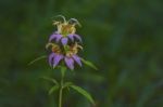 Spotted Bee-balm (monarda Punctata) Stock Photo