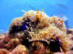 Family Clown Anemonefish At Similan,thailand Stock Photo