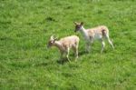 Fallow Deer (dama Dama) Stock Photo