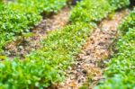 Garden Bed Closeup Stock Photo