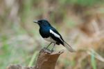 Male Oriental Magpie-robin Stock Photo