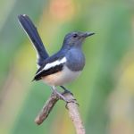 Oriental Magpie Robin Bird Stock Photo