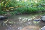 Blur Nature View Of Bamboo And Creek Stock Photo