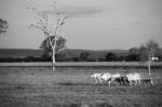 Country Cows Stock Photo