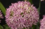 Allium Stock Photo