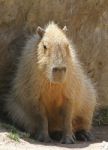 Capybara Stock Photo