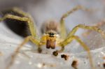 
Ambush Prey On Spider Webs Trap Nests Stock Photo