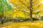 Autumn With Ginkgo Tree In Nami Island, Korea Stock Photo