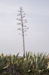 Agave Americana Cactus Plant Stock Photo