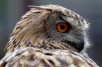 Eurasian Eagle-owl (bubo Bubo) Stock Photo