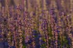 Blue Salvia Stock Photo