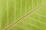 Close-up Of Leaf Veins Stock Photo