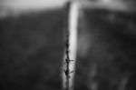 Rusted Sharp Timber And Metal Barb Wire Fence Stock Photo