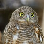 Asian Barred Owlet Stock Photo