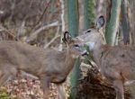 Cute Pair Of Deers Are Showing Their Love Stock Photo