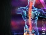 Skeleton Of The Man With The Backbone Stock Photo