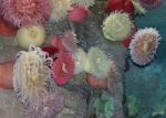 Isolated Photo Of A Beautiful Corals In A Sea Stock Photo