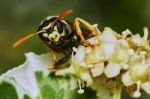 Wasp On A Flowering Tree Stock Photo