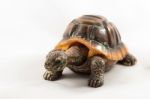 Toy Turtle Stock Photo