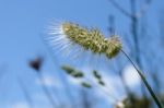 Wild Grasses In Sardinia Stock Photo