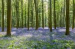 Bluebells In Wepham Woods Stock Photo