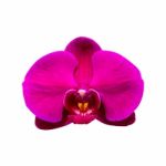 Orchid Isolated On White Background Stock Photo