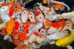 Colorful Many Koi Carps Fish Stock Photo