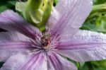 Hoverfly On A Pink Clematis Flower Stock Photo