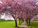 Walk Path Surrounded With Blossoming Plum Trees Stock Photo