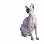 Black Or Blue Canadian Sphynx Cat With Green Eyes Isolated On A Stock Photo