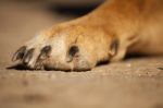 Dirty Paw Of Dog Stock Photo