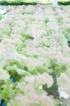 Red Coral Plants On Hydrophonic Farm Stock Photo