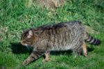 European Wildcat (felis Silvestris Silvestris) Stock Photo