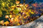 Colourful Sunlit Autumn Leaves Floating In A Pond Stock Photo