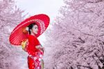 Asian Woman Wearing Japanese Traditional Kimono And Cherry Blossom In Spring, Japan Stock Photo