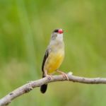 Female Red Avadavat Stock Photo