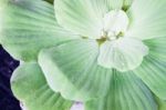 Green Leaves Close-up Natural Background Stock Photo