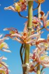 Pink Orchid Flowers Stock Photo