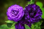 Purple Dark Rose In The Garden Stock Photo