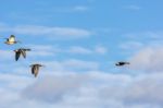 Mallards (anas Platyrhynchos) In Flight Stock Photo