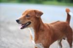 A Cute Brown Dog Outdoor Stock Photo