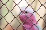 Galah Cockatoo Stock Photo