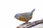 Streaked Wren Babbler Stock Photo