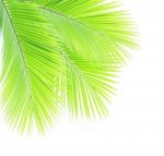 Coconut Leaf Isolated On White Background Stock Photo