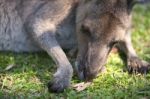 Kangaroo Outside Stock Photo