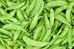 Fresh Sugar Pea Stock Photo